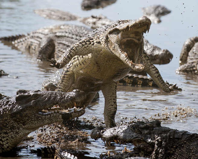 墨西哥一名男子墜湖後，隨即被鱷魚群撕咬分食。（示意圖：Shutterstock／達志）