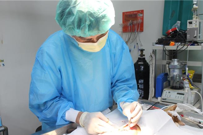 新北市动保处编制兽医师38人、目前有26人，缺额12人，导致兽医师工作负担加重。（新北市动保处提供）