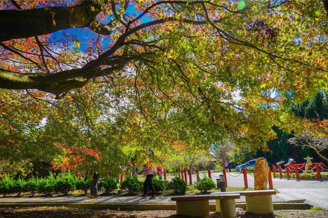 福寿山农场指出，今年第一波低温来袭，松庐的枫叶已经逐渐转红。（摘自福寿山农场粉专）