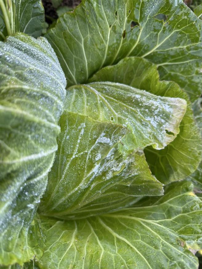 梨山地区农民所种植的高丽菜叶，今天清晨出现菜叶上有薄霜覆盖。（罗进玉提供／张妍溱台中传真）