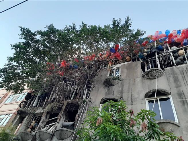 「石頭屋」內1棵棵小樹攀附牆壁生長，長得十分神氣活現還延伸屋外，創造另類奇景。（張妍溱攝）