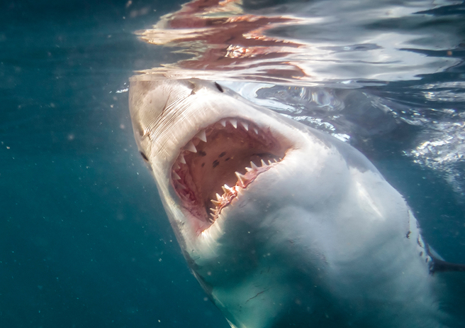 女遊客在馬爾地夫潛水時，疑似違規使用誘餌遭到鯊魚攻擊，頭部被咬住數秒。（示意圖：Shutterstock／達志）