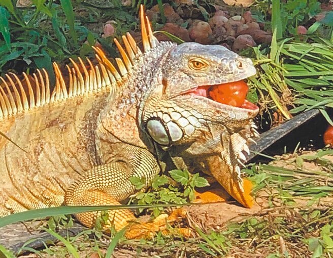 台南是绿鬣蜥出没的热区，明年目标移除2万只。（台南市政府农业局提供／张毓翎台南传真）
