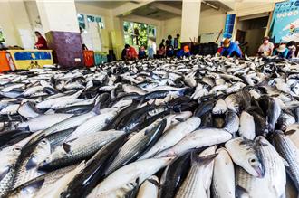 暖冬產量大爆發！竹北烏魚子產值破億 市集熱鬧開賣