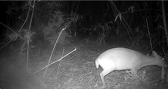 七堵農民無奈！山豬、山羌大軍入侵 農作物慘遭啃光