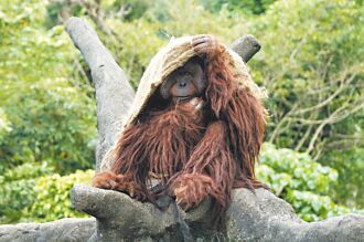 为动物御寒 麻布袋、电暖器出动