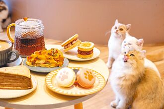 萌貓坐鎮咖啡廳 療癒攬客