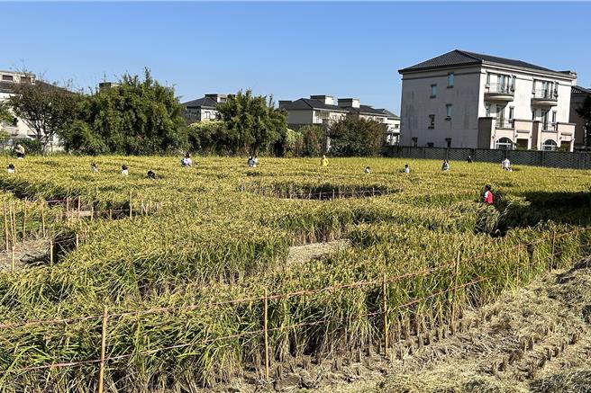 竹东黄金地瓜节11月30日登场，会场有充满乐趣的稻田迷宫。（新竹县政府提供／罗浚滨新竹传真）