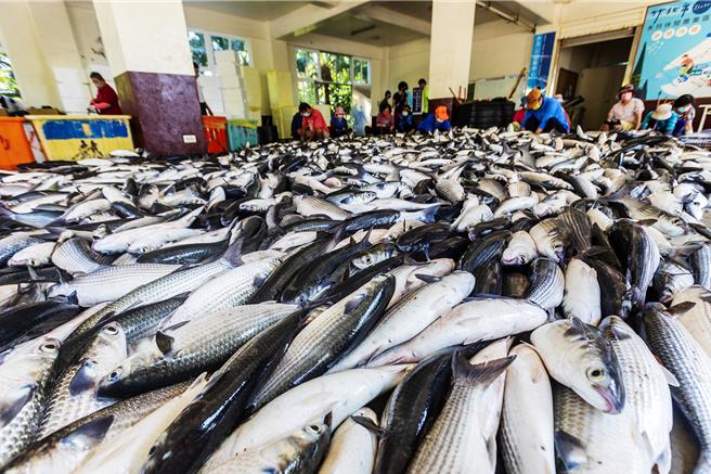 今年暖冬，竹北市拔仔窟乌鱼养殖区产量有10万尾肥美乌鱼，产值达到1亿元。（罗浚滨摄）