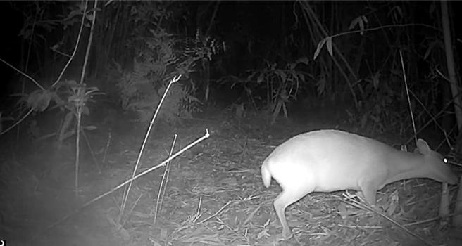 基隆七堵山区近来山猪、山羌繁殖数量暴增，该地农作都被啃个精光，至少减产至三分之一，农民心血泡汤，盼市府等单位可协助。（基市府产发处提供／徐佑升基隆传真）