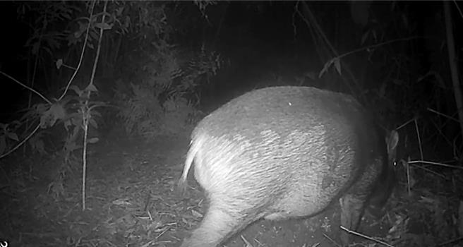 基隆七堵山区近来山猪、山羌繁殖数量暴增，该地农作都被啃个精光，至少减产至三分之一，农民心血泡汤，盼市府等单位可协助。（基市府产发处提供／徐佑升基隆传真）