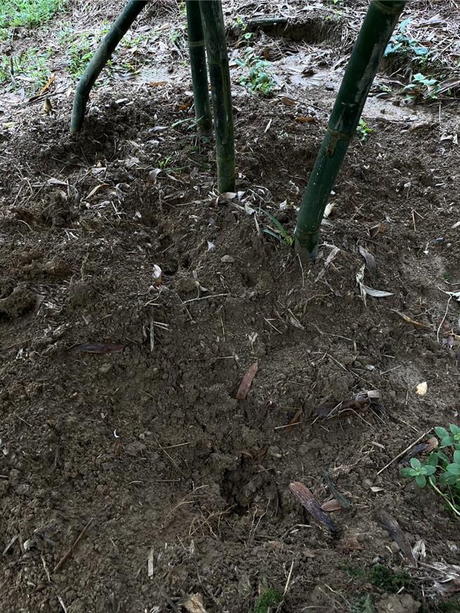 基隆七堵山区近来山猪、山羌繁殖数量暴增，该地农作都被啃个精光，至少减产至三分之一，农民心血泡汤，盼市府等单位可协助。（基市府产发处提供／徐佑升基隆传真）