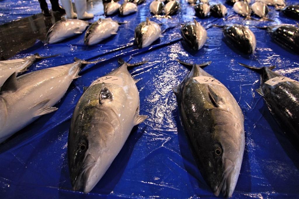 富山縣冬季美味代表之一的鰤魚。（圖／冰見市）