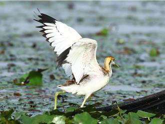 台南水雉突破3千隻創新高 菱角田增加成關鍵