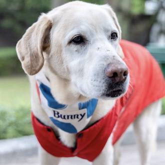 蔡英文導盲犬Bunny過世   「愛與離別，是毛小孩教會我們的事」