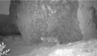  四川九寨溝首次發現荒漠貓   國家一級重點保護獸類達8種