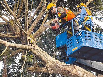 北市 議員批技工不足寧委外 公園處長：2個月找嘸人