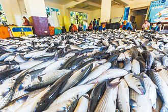 竹縣 烏魚大豐收 拔仔窟市集人氣旺