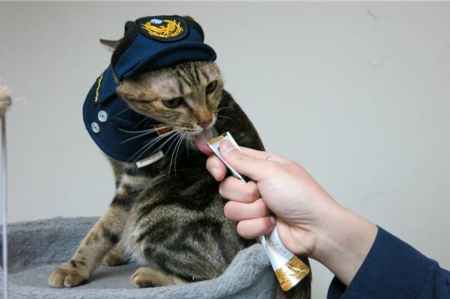 桃园景福派出所的浪猫变成所猫，专属的警察制服萌爆。(警方提供／蔡依珍桃园传真)