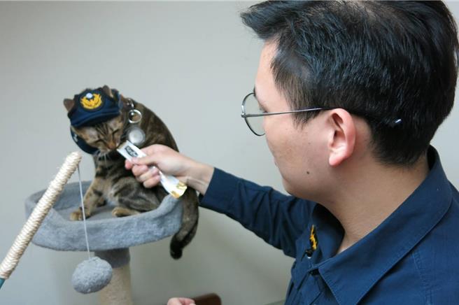 桃园景福派出所的浪猫变成所猫，专属的警察制服萌爆。(警方提供／蔡依珍桃园传真)