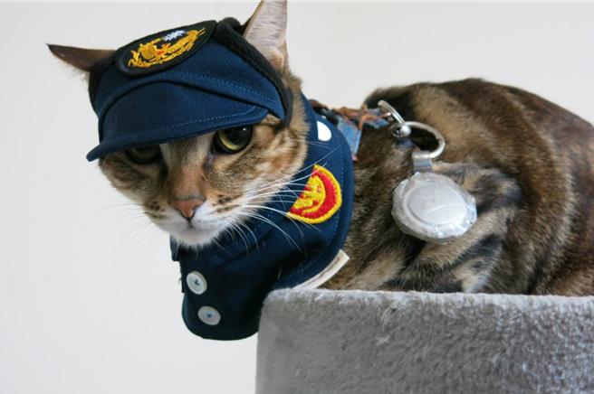 桃园景福派出所的浪猫变成所猫，专属的警察制服萌爆。(警方提供／蔡依珍桃园传真)