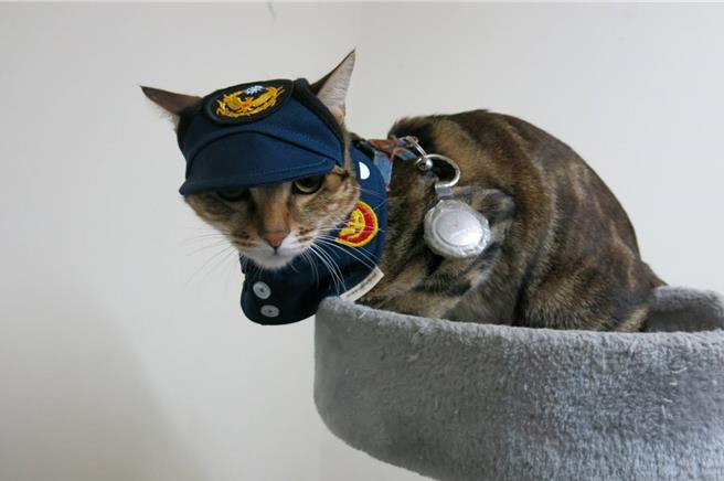 桃园景福派出所的浪猫变成所猫，专属的警察制服萌爆。(警方提供／蔡依珍桃园传真)