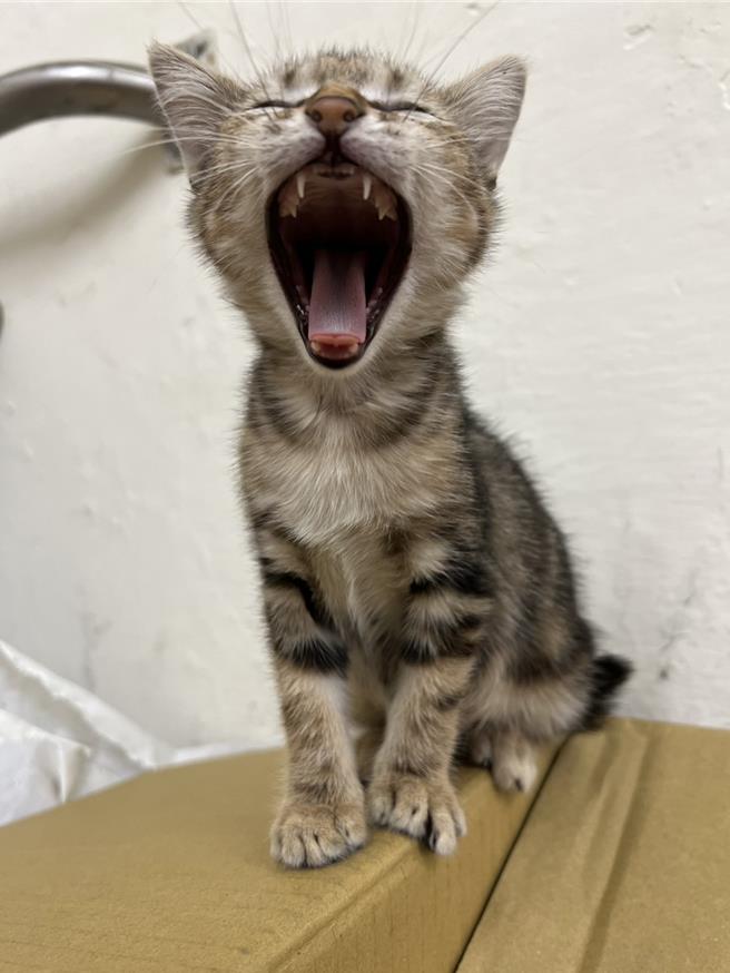 乖乖小时模样。(警方提供／蔡依珍桃园传真)