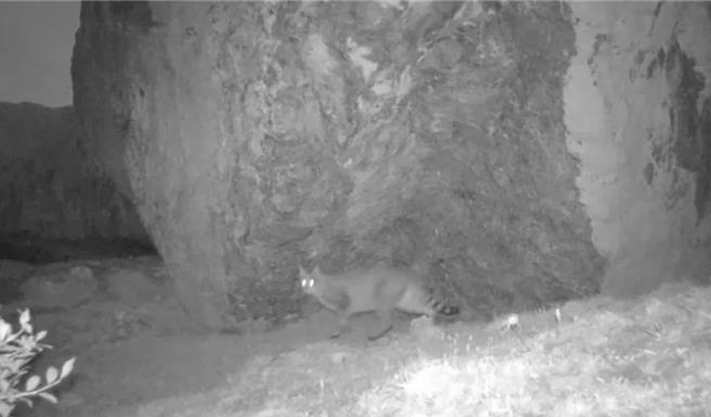 大陸四川九寨溝國家級自然保護區近日首次發現了國家一級保護動物「荒漠貓」。（紅星新聞）