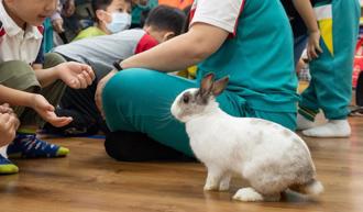 幼兒園「兔子教官」當助教 生命故事感動幼兒：學會包容