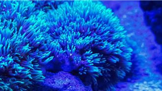 塑膠微粒讓珊瑚「骨質疏鬆」 中山大學新研究登頂尖期刊