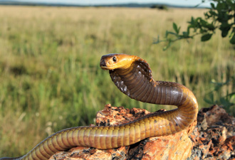 枕頭有硬塊還傳嘶嘶聲 他開燈一看 驚見劇毒眼鏡蛇
