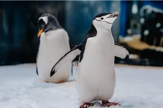 海生館海寶大冒險7日登場 沉浸式音樂派對邀親子同遊
