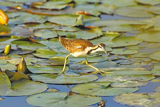 菱角田增加 台南水雉破3千隻
