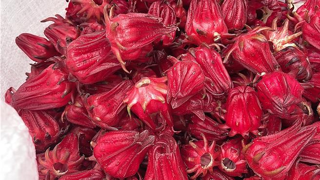 台东洛神花受颱风重创，产量骤减，东区农会食品加工厂契作收购价创新高，每公斤达200元。（萧嘉蕙摄）