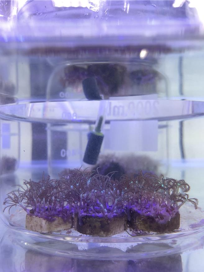 中山大学研究团队发现紫皮珊瑚的生长受塑胶徵粒的影响甚大。（中山大学提供／郭良杰高雄传真）