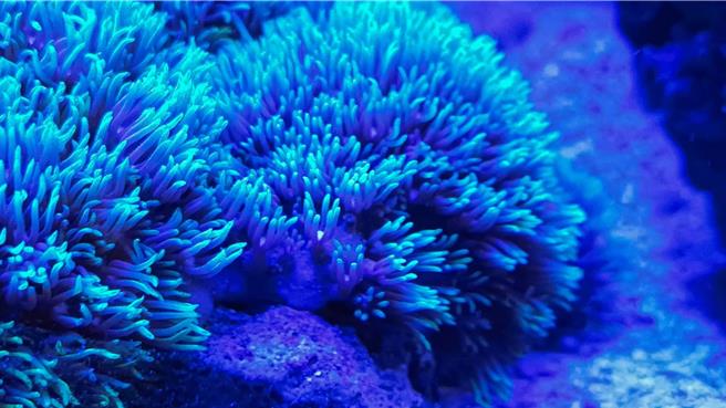 紫皮珊瑚泡在含有聚乙烯的海水中，出现骨质疏松。（中山大学提供／郭良杰高雄传真）