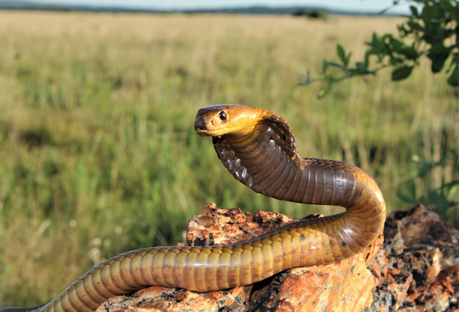 南非一名18歲少年覺得枕頭躺起來硬硬的，還傳出嘶嘶聲，開燈檢查才發現有一條劇毒眼鏡蛇。（示意圖：Shutterstock／達志）