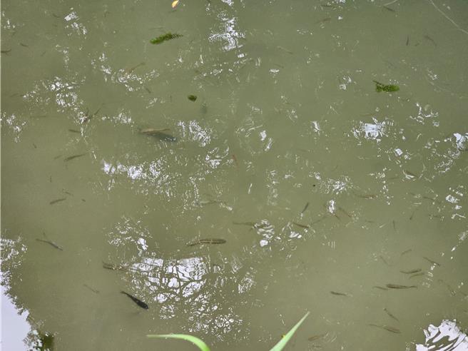 林業及自然保育署南投分署整治田中鎮內灣坑溪，生態更多樣化，魚兒也回來了。（林業及自然保育署南投分署提供／葉靜美彰化傳真）