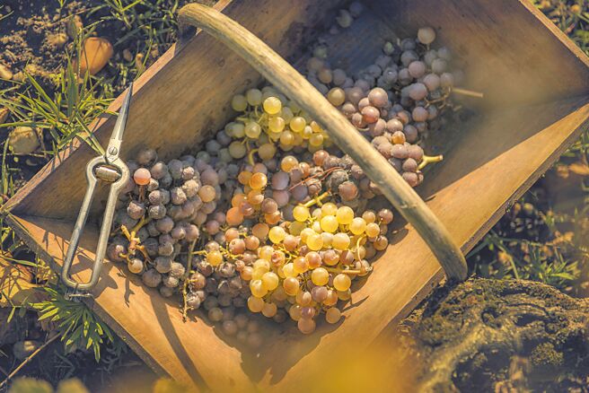 来自苏玳区伊肯酒庄的贵腐葡萄，成为迪奥此次发表顶级保养系列的重要媒介。（迪奥提供）