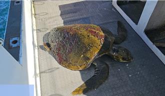 欖蠵龜現身八斗子！活動力不佳 海巡、船長聯手救援