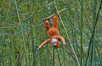 台湾猕猴危害农作物 嘉义咖啡园「倒挂猩猩」成吓猴奇招