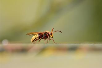蜜蜂攻擊釀悲劇！ 4人登香港八仙嶺1死1傷