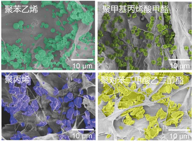 陆团队研制新型材料，可去除水中99.8％微塑胶。图为全生物质纤维海绵吸附多种微塑胶后的电镜图片，彩色部分为微塑胶、灰色部分为海绵。（研究团队提供）
