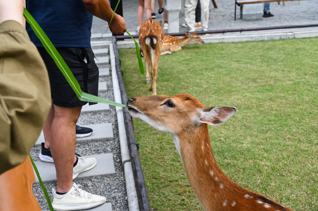 宜蘭張美阿嬤農場在Google上擁有高評價。（示意圖，shutterstock／達志）