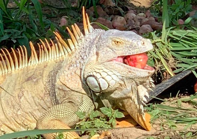 绿鬣蜥移除须具备工具外，还须对绿鬣蜥生活习性有所了解。（农业局提供／宝智华台南传真）