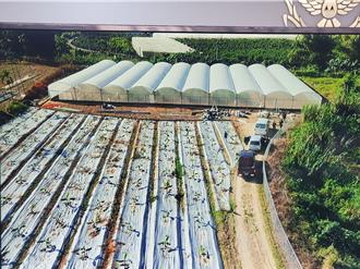 最快樂一日小農！50名雲林警收割1766株大麻    裝滿18噸卡車  