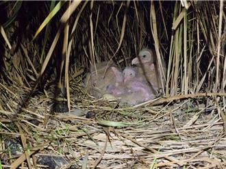 草鸮繁殖季遭恶意骚扰！强光照射干扰 6现行犯遭法办
