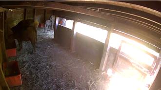 擎天崗水牛怕冷！北市府多管齊下 確保平安過冬