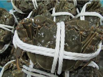 戴奧辛大閘蟹流入市面？食藥署有信心：偷賣絕對划不來