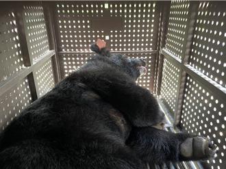 花蓮雙熊同日野放 結合AI判識確保人熊平安